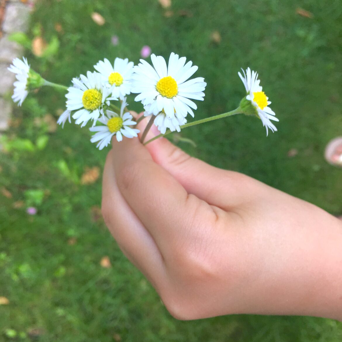 Gänseblümchen pflücken, Leben mit Kindern, Dankbarkeit, Menschsein, Helfen, Obdachlose, die Welt retten, make the world a better place,