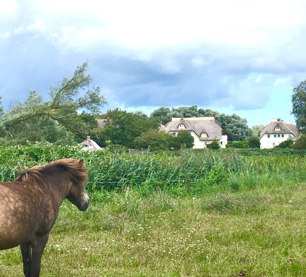 Reisen mit Kindern, Travelblog, travel with kids, Baltic Sea, Ahrenshoop mit Kindern, Ahrenshoop, Ostsee, Darss, Ferien, Sommerferien, Familienferien, Spaziergang, Künstler, Atelier, Erlebnis, Mühle Ahrenshoop