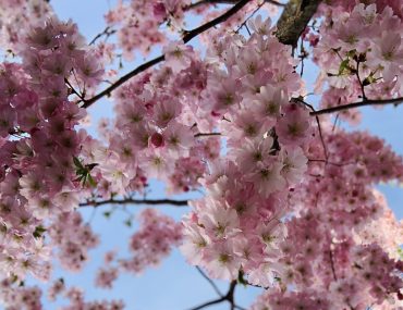 Kirschblüten | berlinmittemom.com