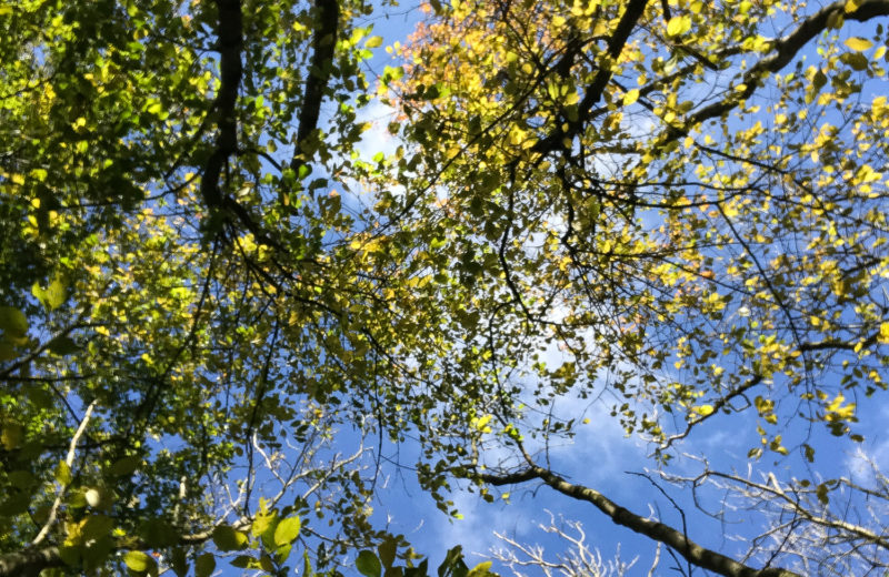 Protect the forest | berlinmittemom.com